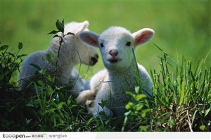 绿草中的两只小羊