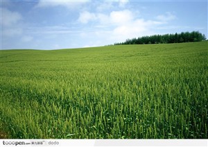 绿茫茫的稻田