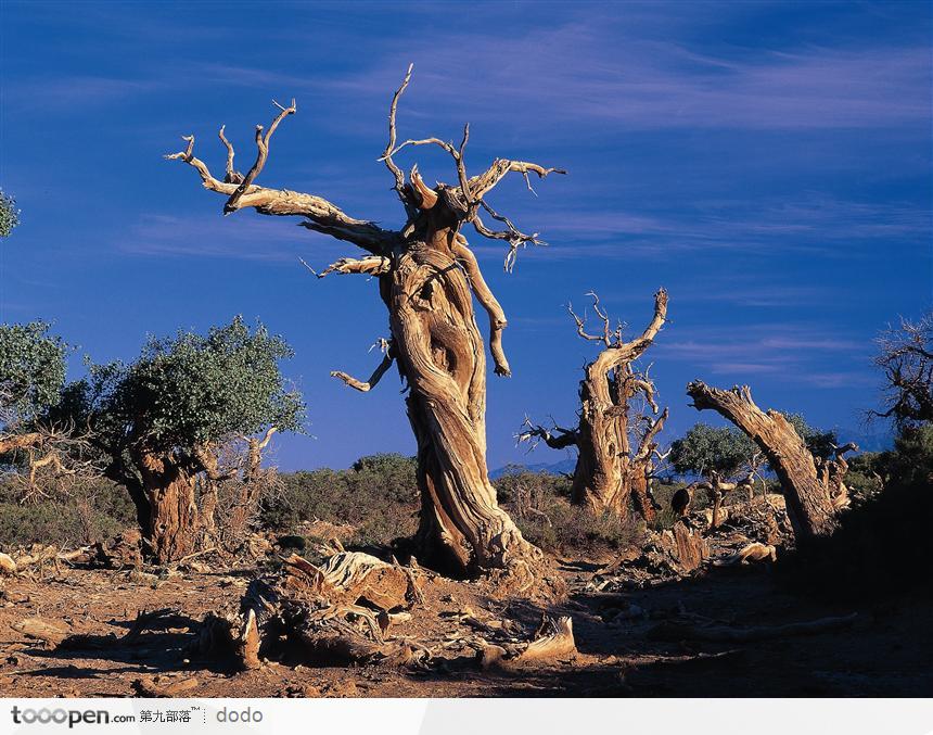 荒漠里的枯树