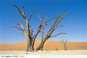 沙漠上的枯树