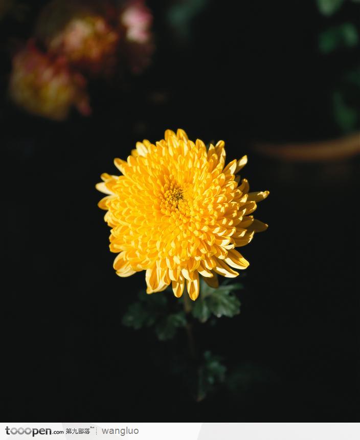 黄的菊花