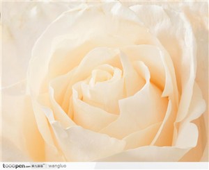 丰满的白玫瑰