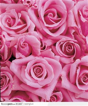 很多粉色玫瑰