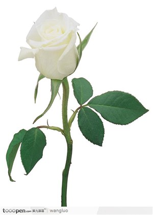 整枝白玫瑰