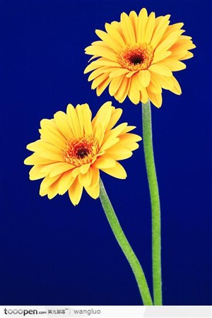 两朵黄菊花