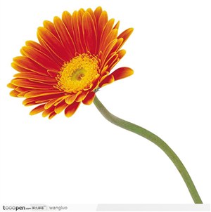 一枝橙色菊花