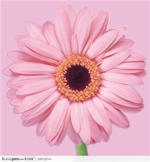 粉红菊花