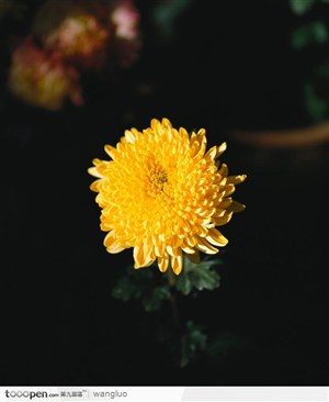 黄的菊花