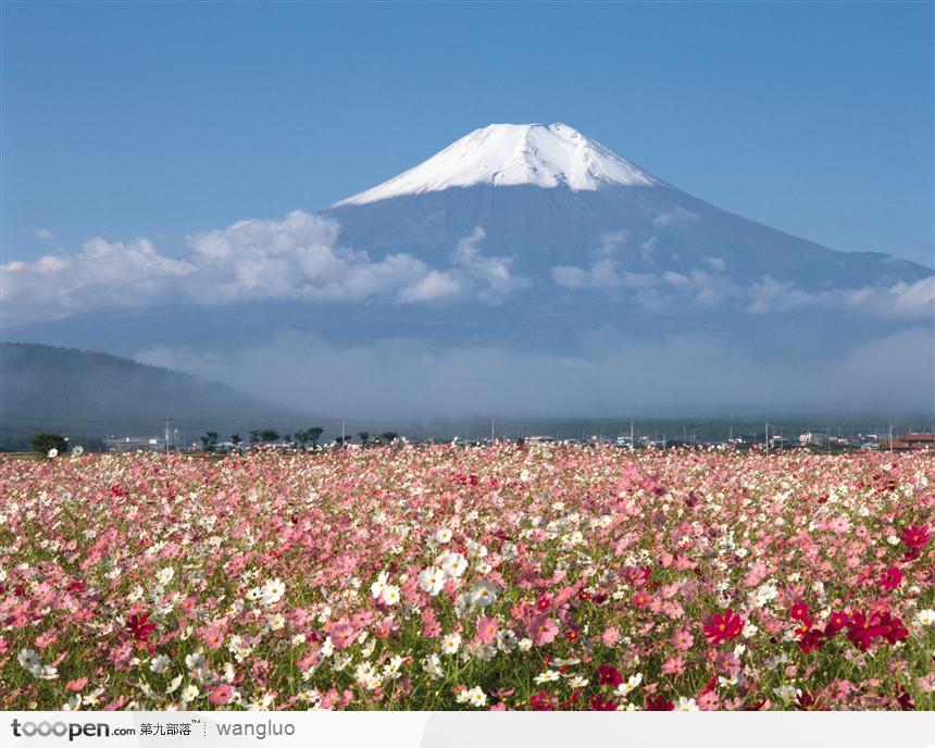 富士山下的花海