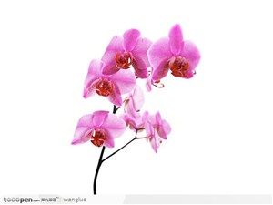 粉色蝴蝶兰兰花花枝5