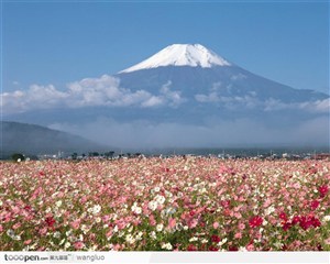 富士山下的花海