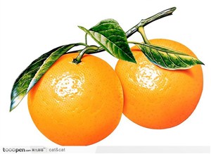 带枝叶的两个橙子