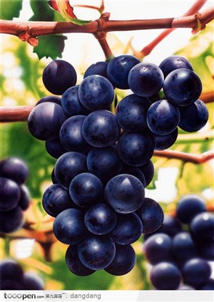一串熟透的葡萄