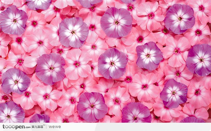 粉红色花和紫色花