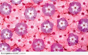 粉红色花和紫色花