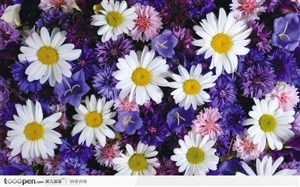 白色菊花与紫色花卉背景