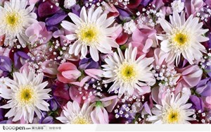 白色菊花与粉紫色花卉背景 高清图片