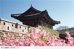日本樱花和日式古典建筑