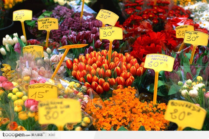 鲜花 郁金香 菊花