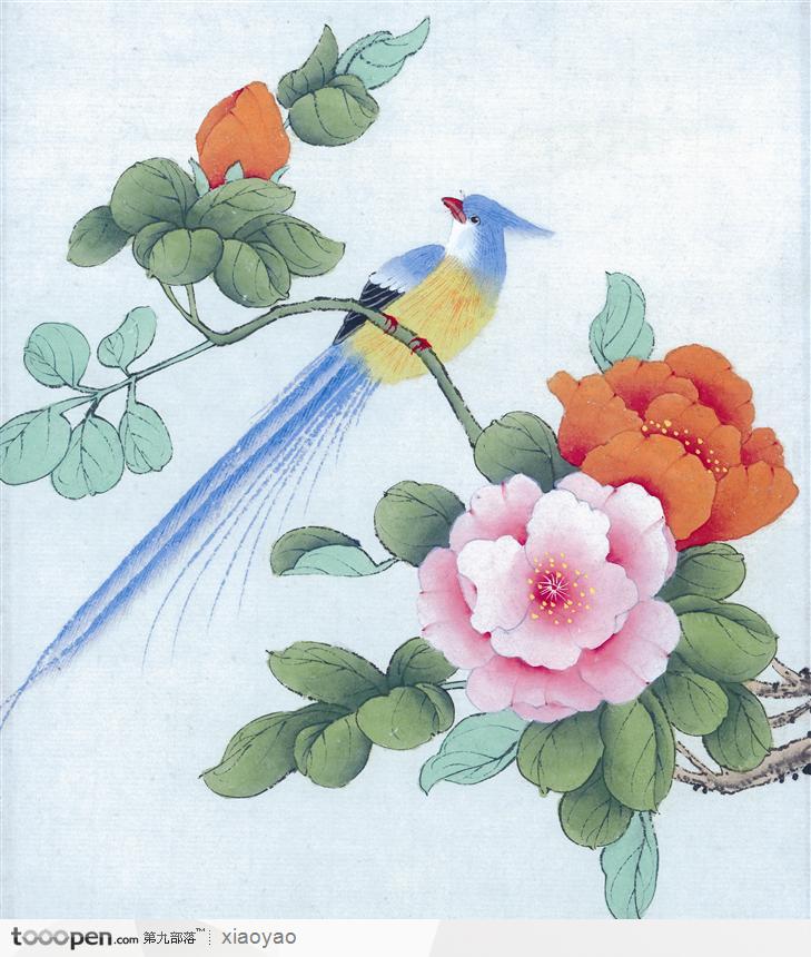 工笔画 芙蓉图