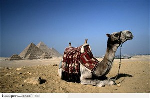 骆驼 金字塔