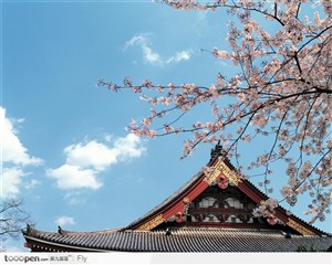 日本樱花和古建筑凉亭图片