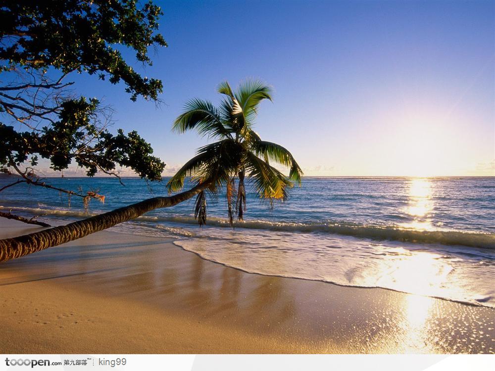 阳光下的海滩椰树