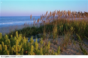 海边沙滩芦苇