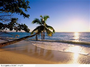 阳光下的海滩椰树