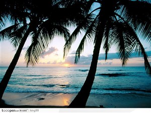 晚霞中的椰子树