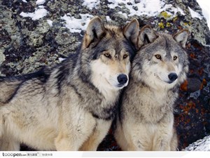 雪地里的两只狼
