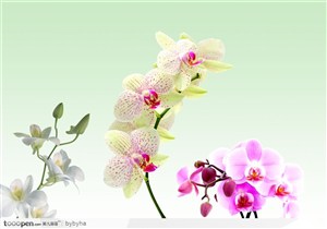 三种不同的兰花