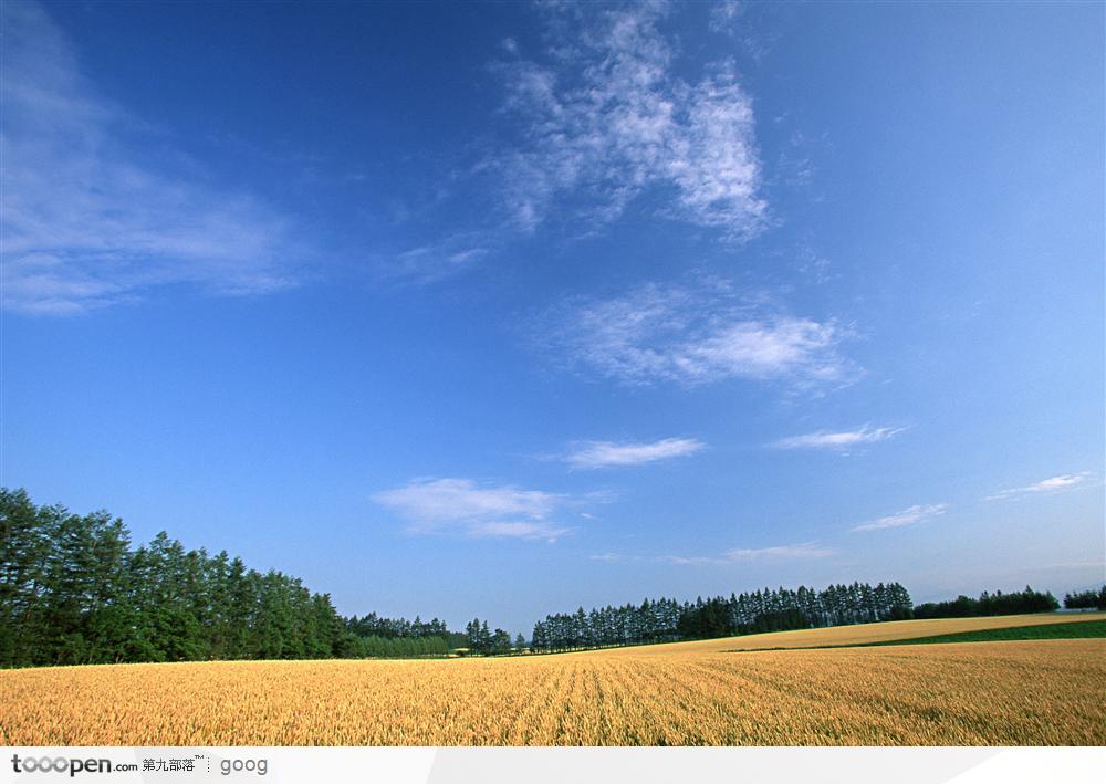 蓝天白云下金黄的稻田