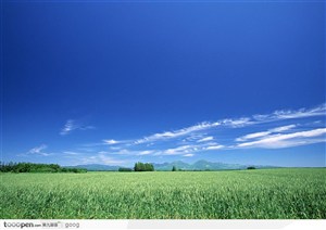 蓝天白云与稻田