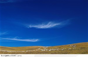 蓝天白云下的羊群