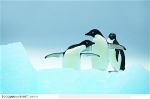 南极企鹅一家