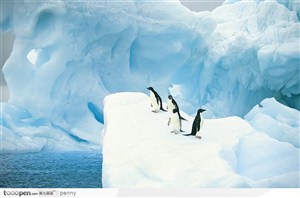 眺望冰雪的企鹅