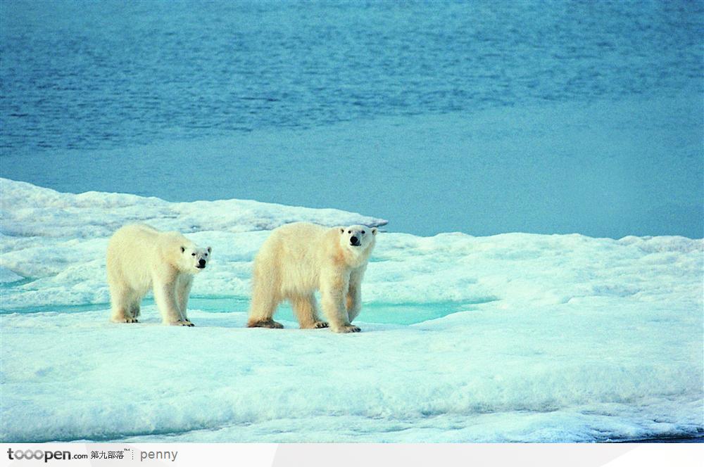 冰河边散步的北极熊