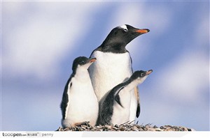 美丽的企鹅妈妈和企鹅宝宝