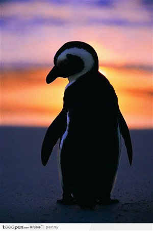 夕阳下孤孤单单的企鹅