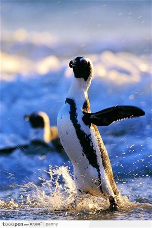 戏水玩耍的企鹅