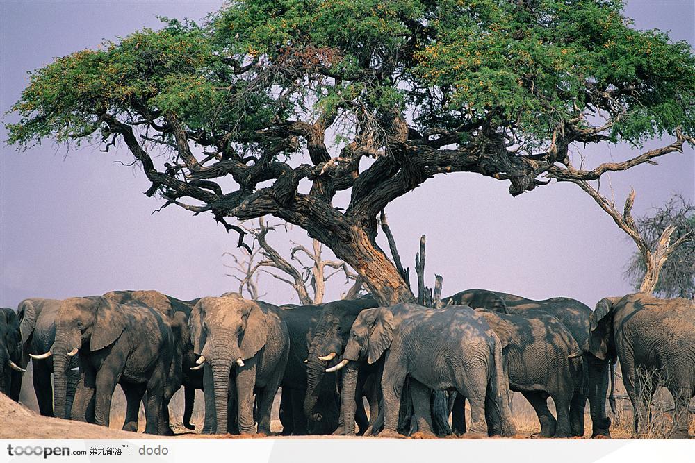 非洲野生大象·群象