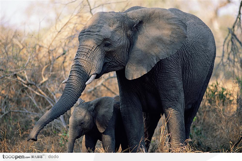 非洲野生大象·母子