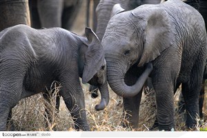 非洲野生小象·嬉戏