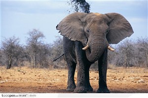 非洲野生大象·洗澡