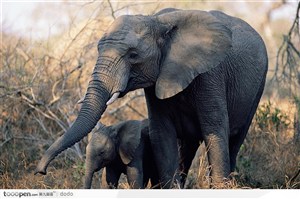 非洲野生大象·母子