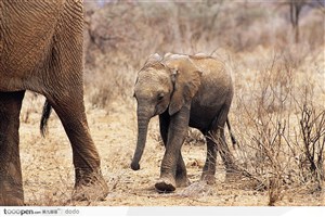 非洲野生大象·小象
