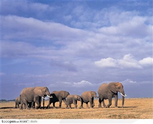 非洲野生大象·象群