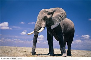 非洲野生大象