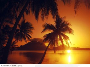 夕阳下的大海和椰树